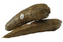 2604_Kassava